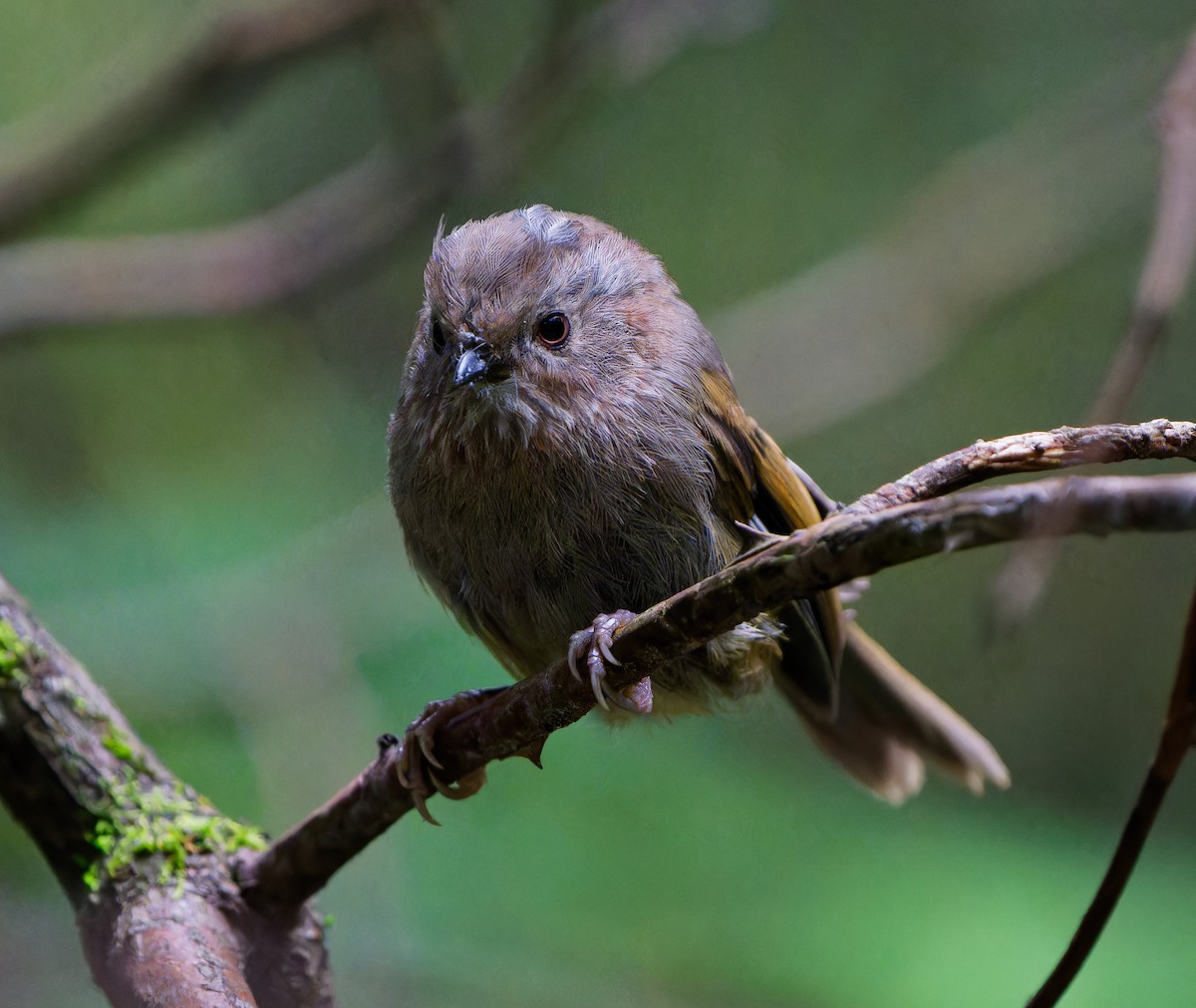 Manipur Fulvetta - ML640962610