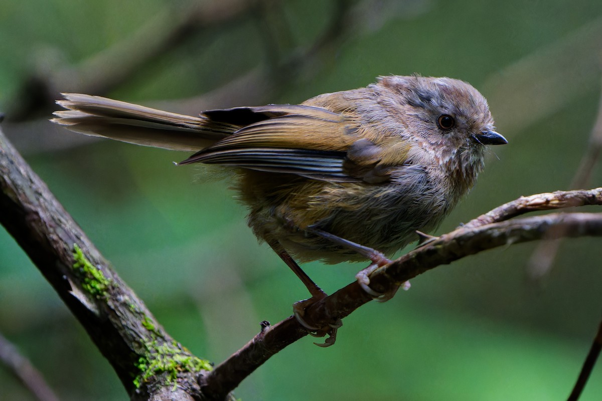 Manipur Fulvetta - ML640962612