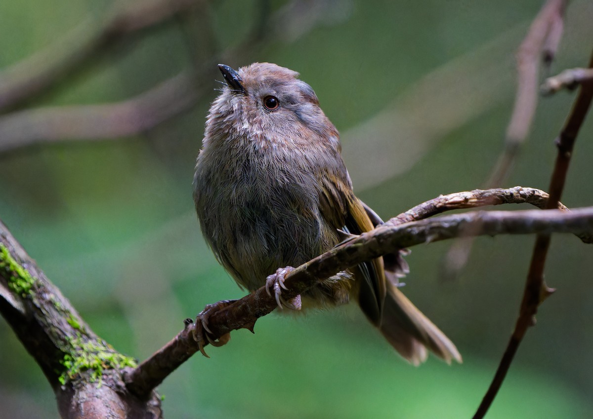 Manipur Fulvetta - ML640962613