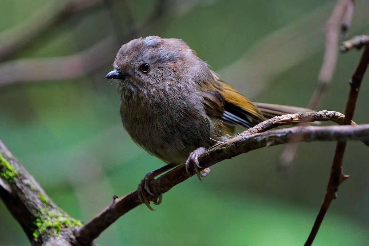 Manipur Fulvetta - ML640962614