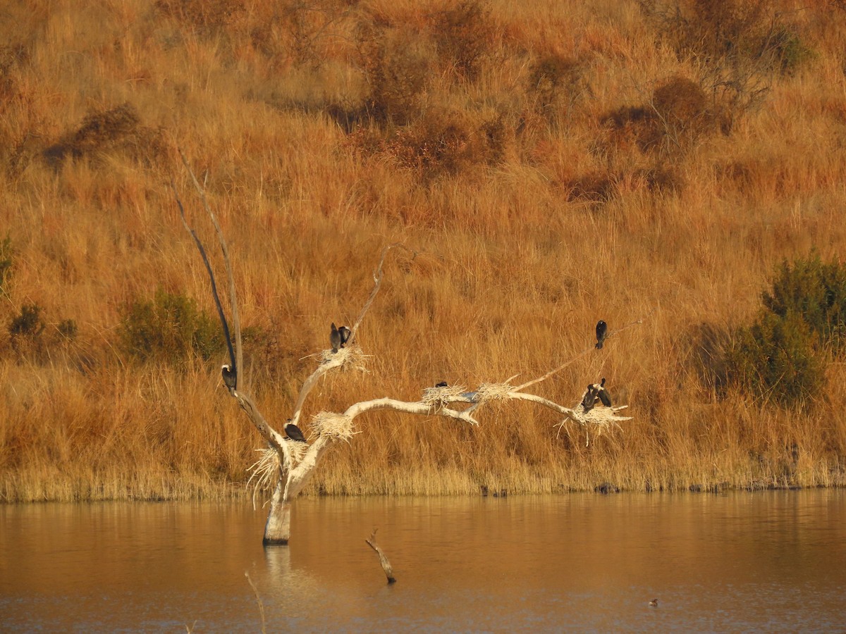 Great Cormorant (White-breasted) - ML640962647