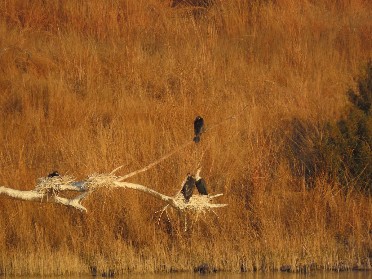 Great Cormorant (White-breasted) - ML640962655