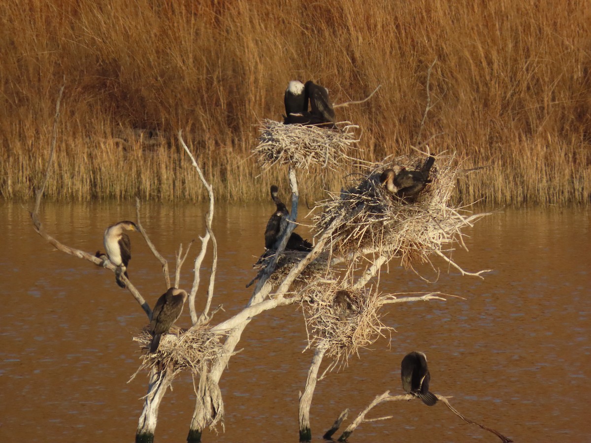 Great Cormorant (White-breasted) - ML640962669