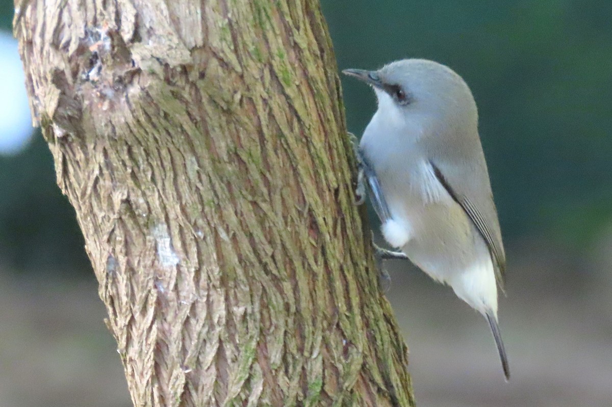 Mauritius Gray White-eye - ML640962691