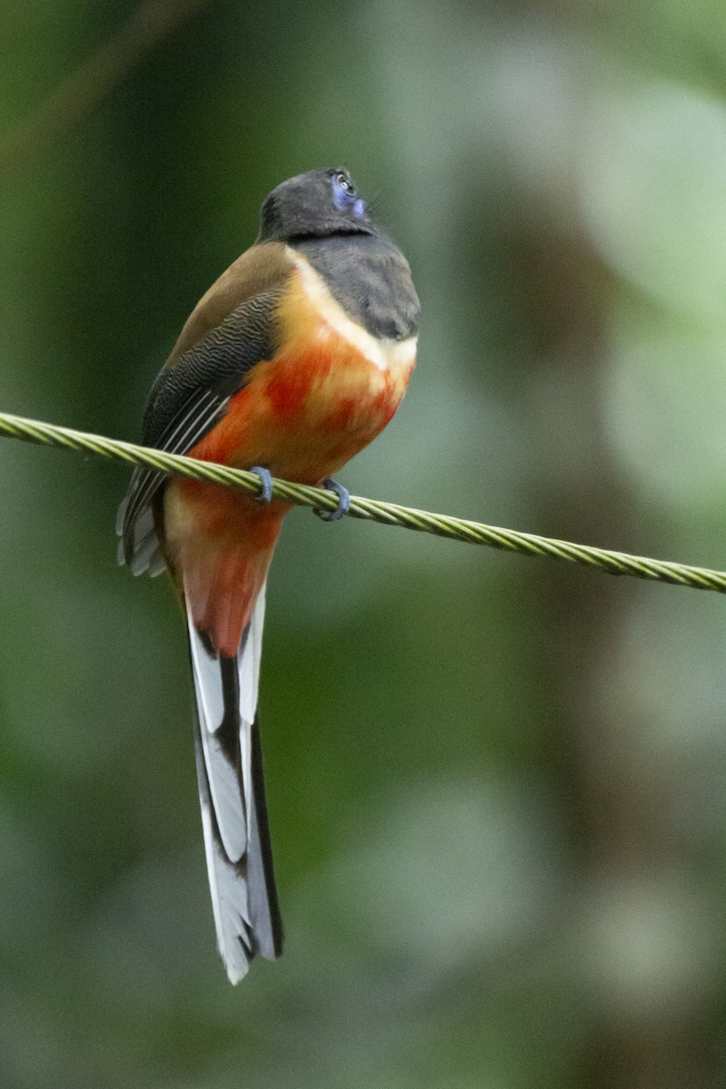 Trogon de Malabar - ML640962874