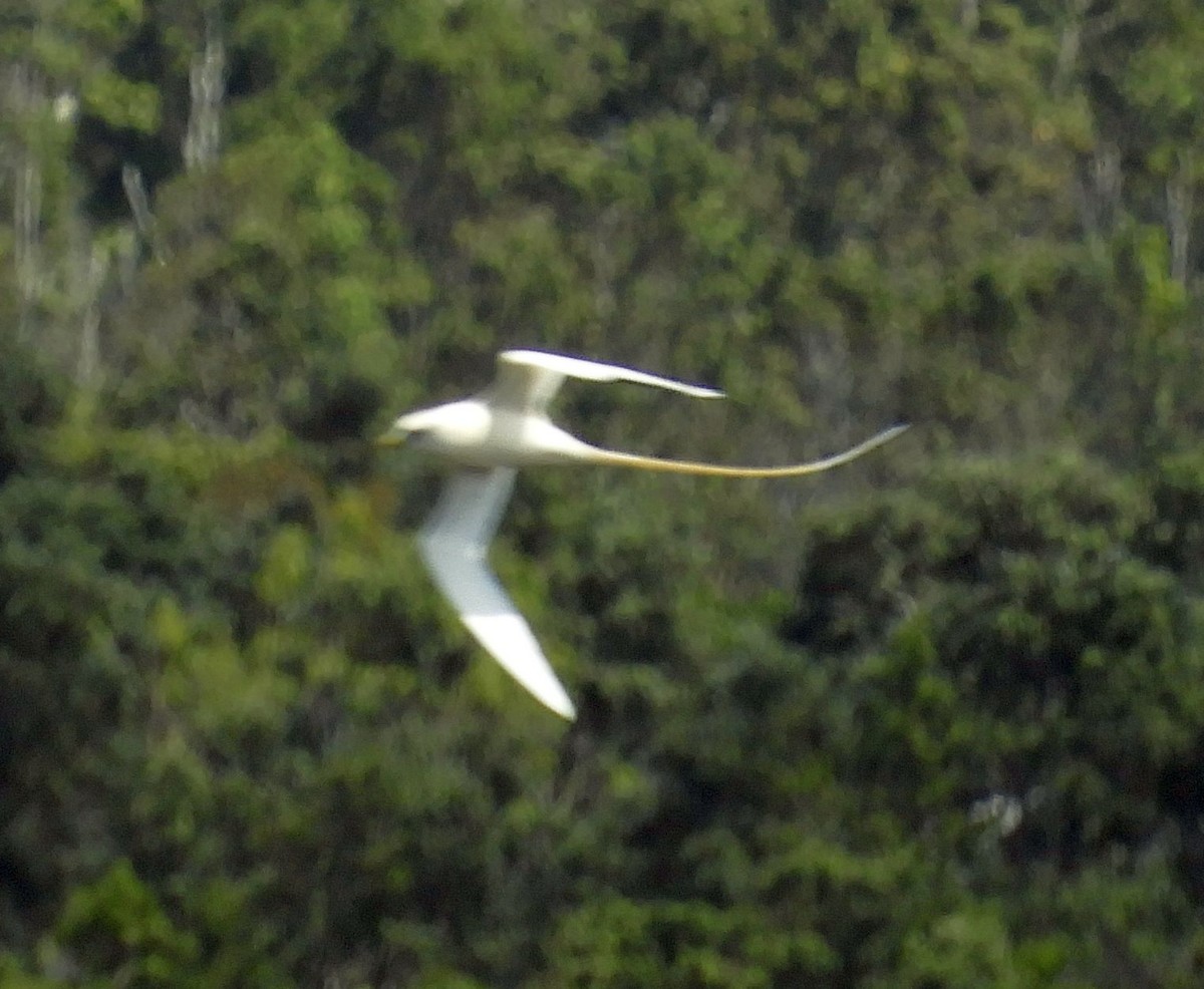 White-tailed Tropicbird - ML640962916
