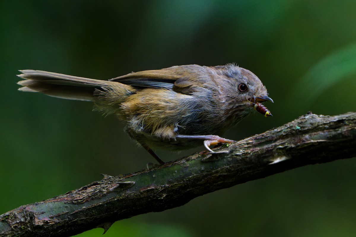 Manipur Fulvetta - ML640962948