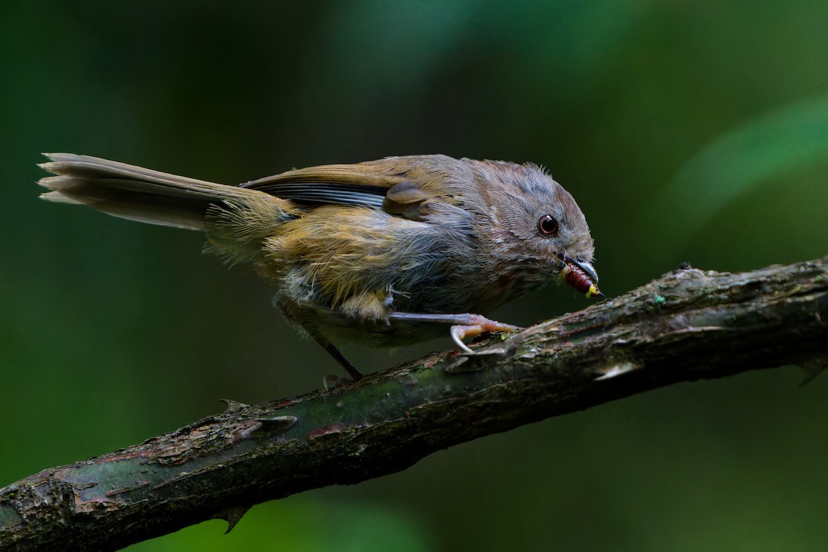 Manipur Fulvetta - ML640962949