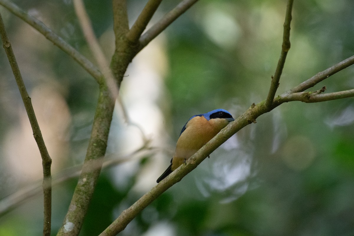 Fawn-breasted Tanager - ML640963018