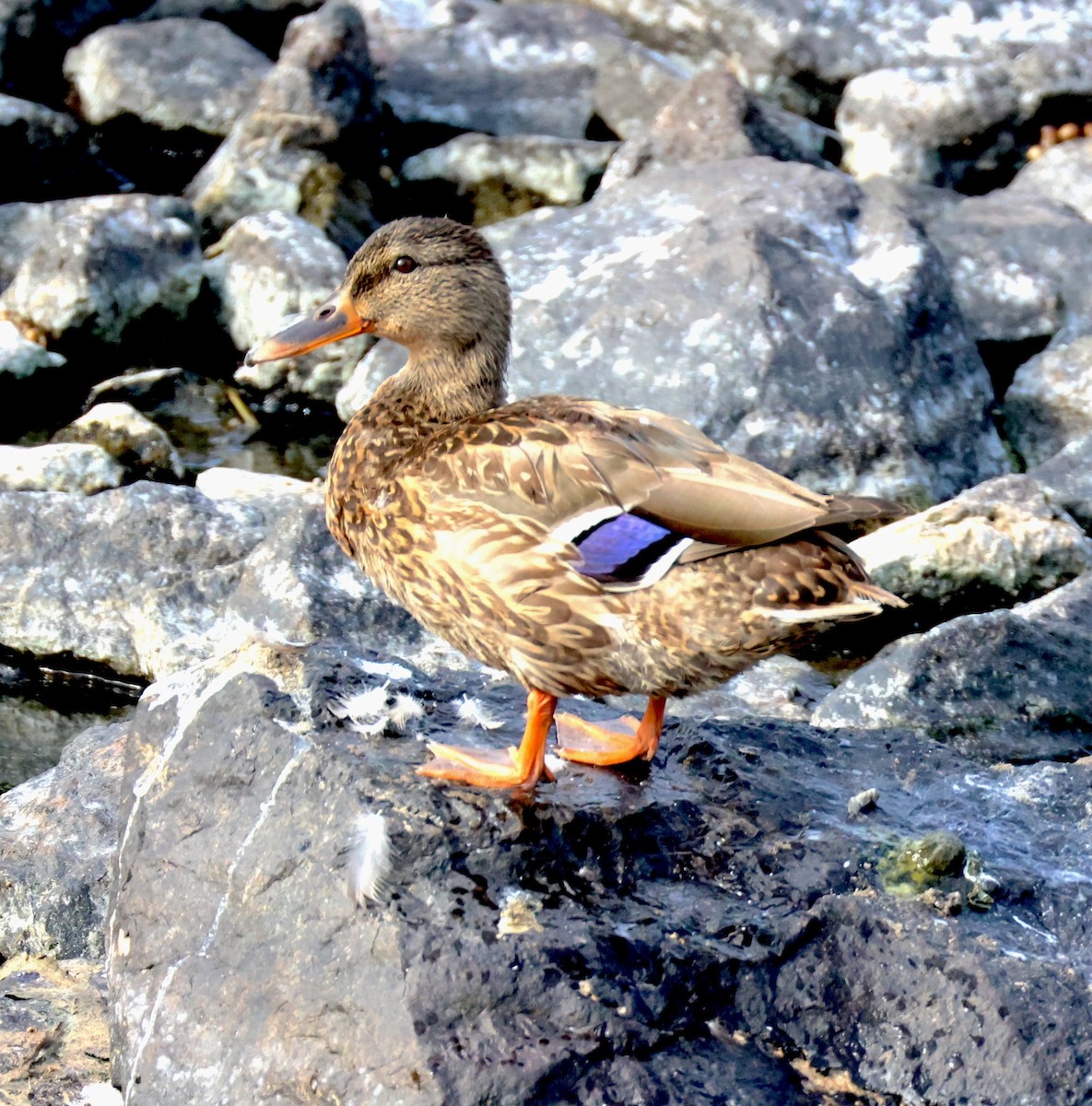 Mallard - ML640963024