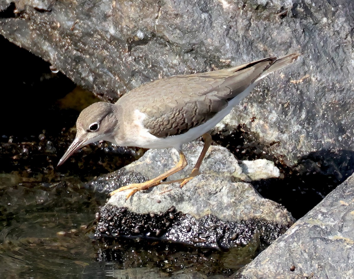 Spotted Sandpiper - ML640963028