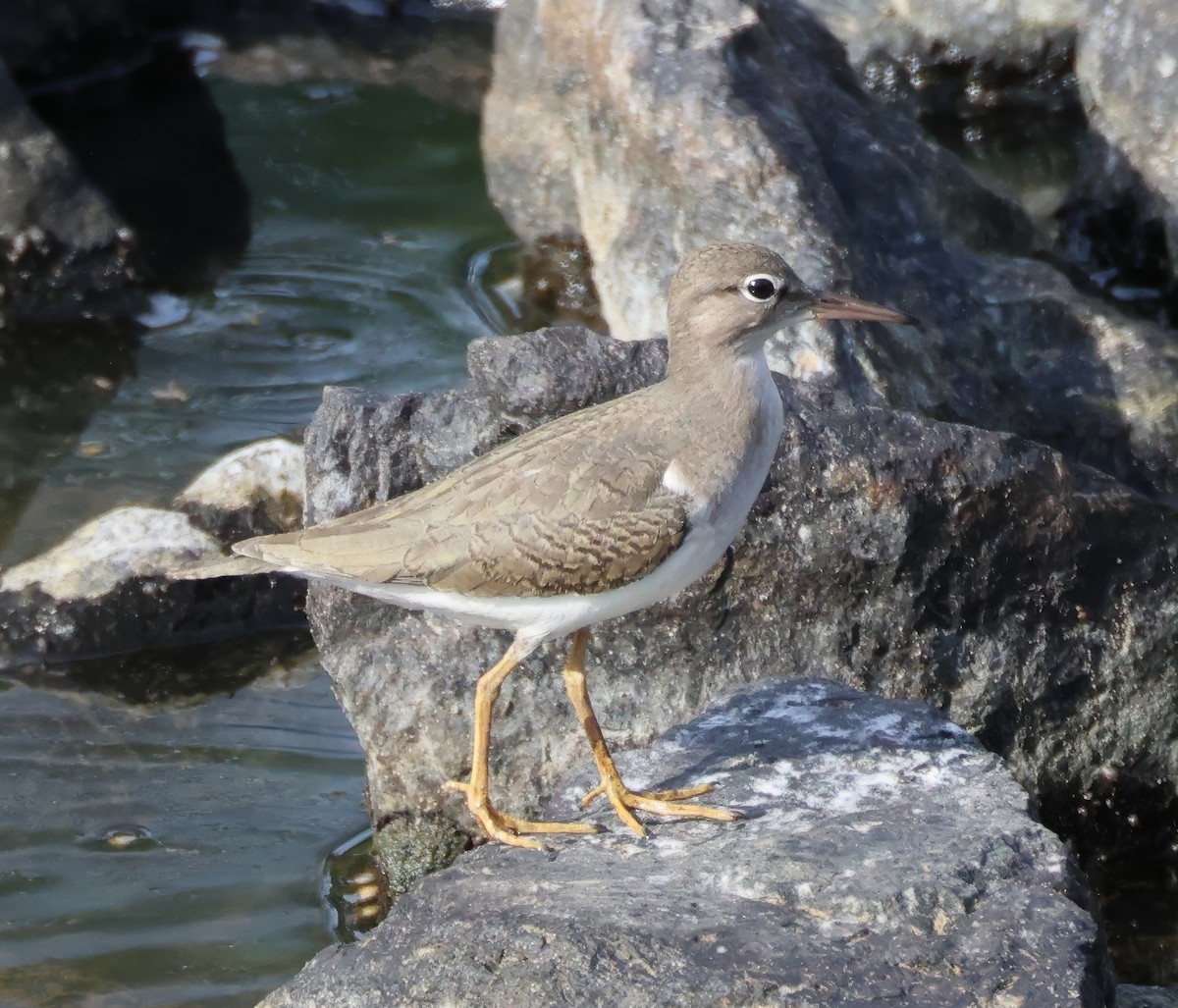 Spotted Sandpiper - ML640963029