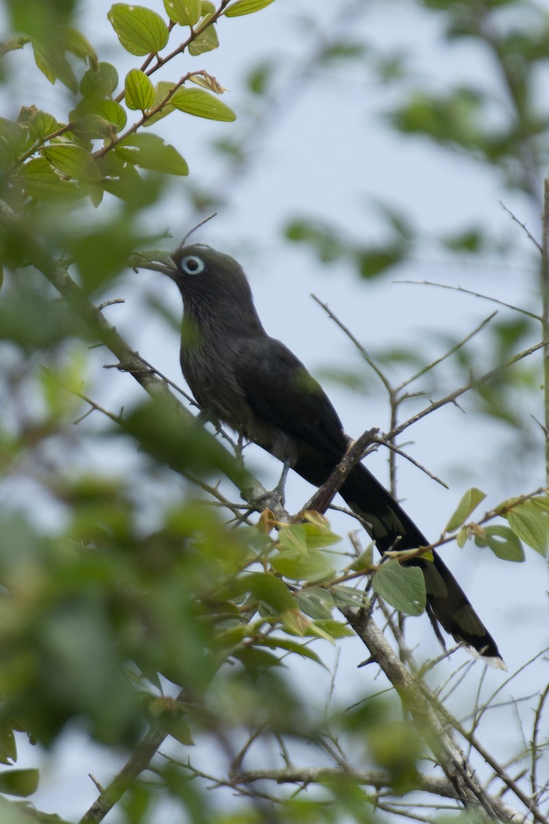 Blue-faced Malkoha - ML640963032