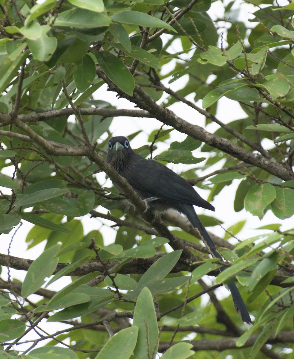 Blue-faced Malkoha - ML640963033