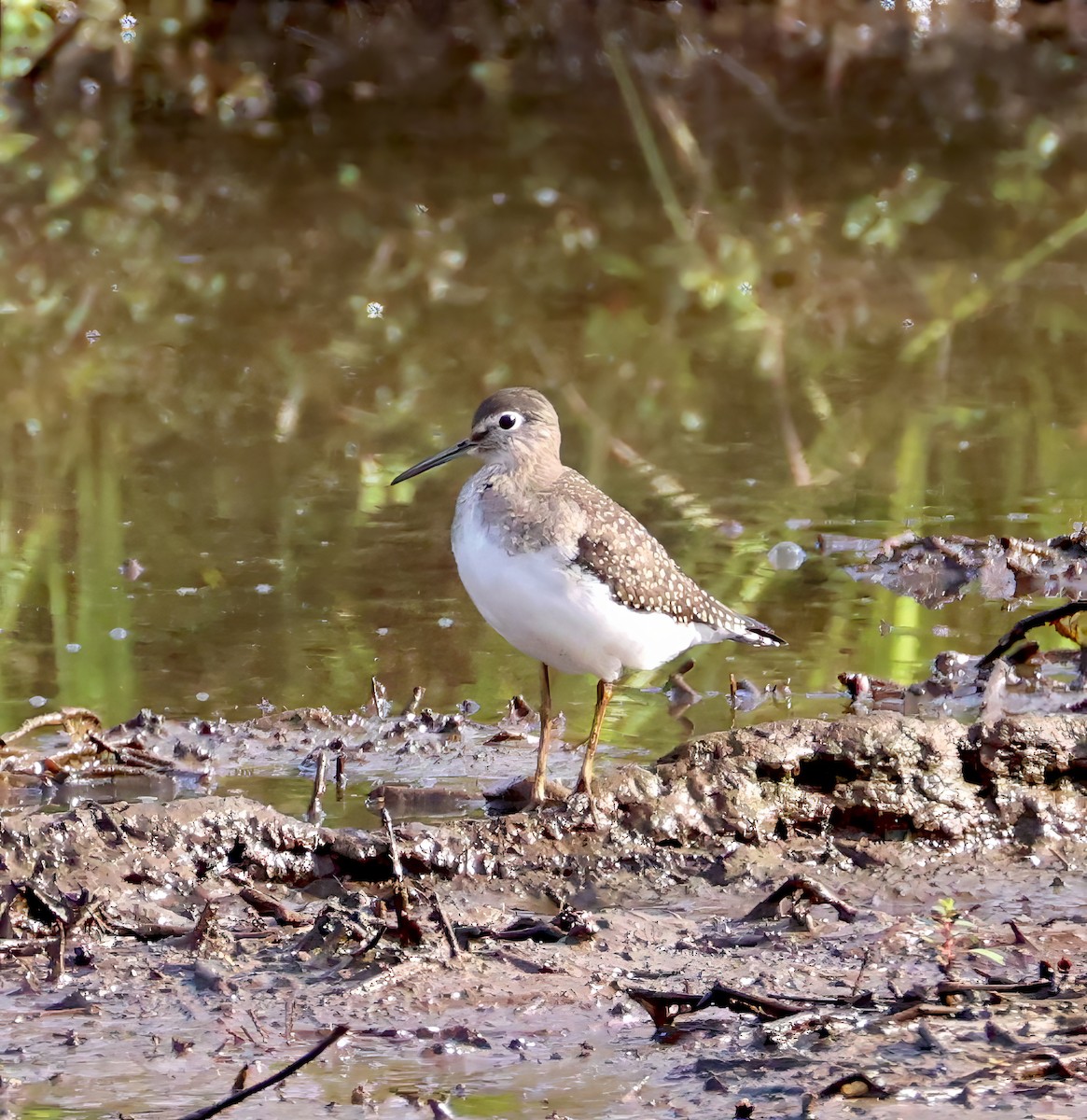 Solitary Sandpiper - ML640963043