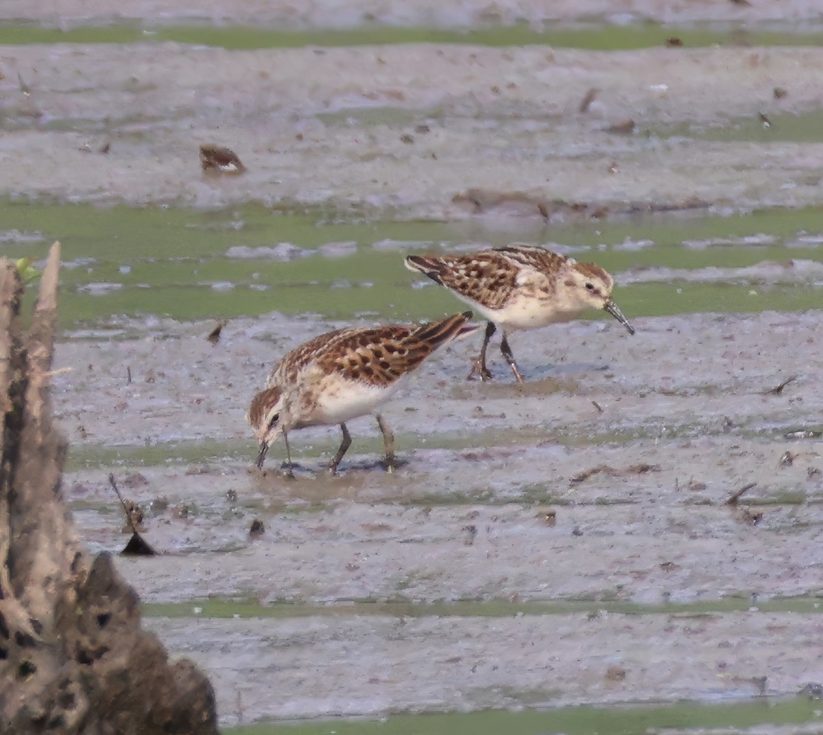 Least Sandpiper - ML640963046