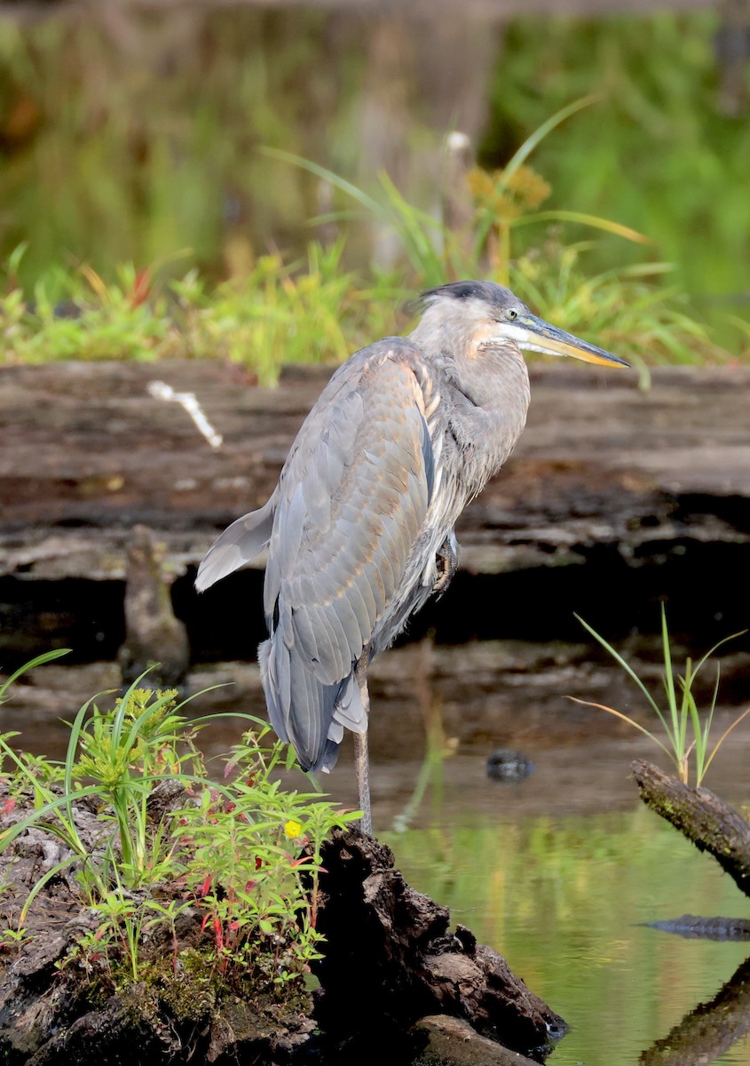 Great Blue Heron - ML640963053