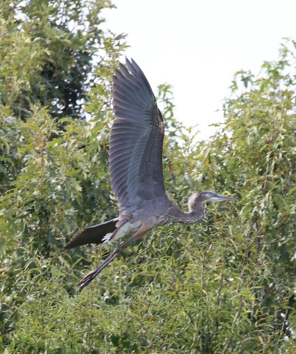 Great Blue Heron - ML640963055