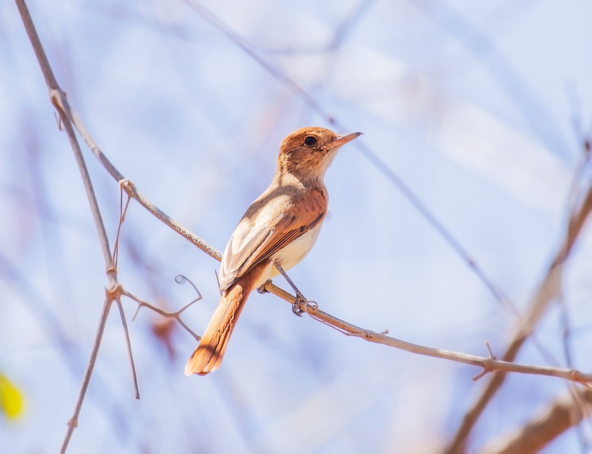 Ash-throated Casiornis - ML640963057