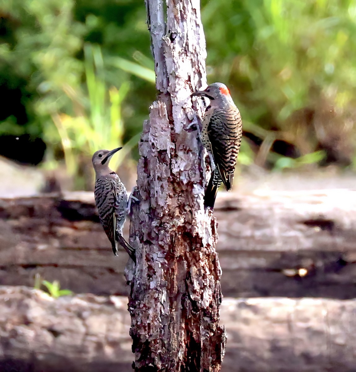 Northern Flicker - ML640963064