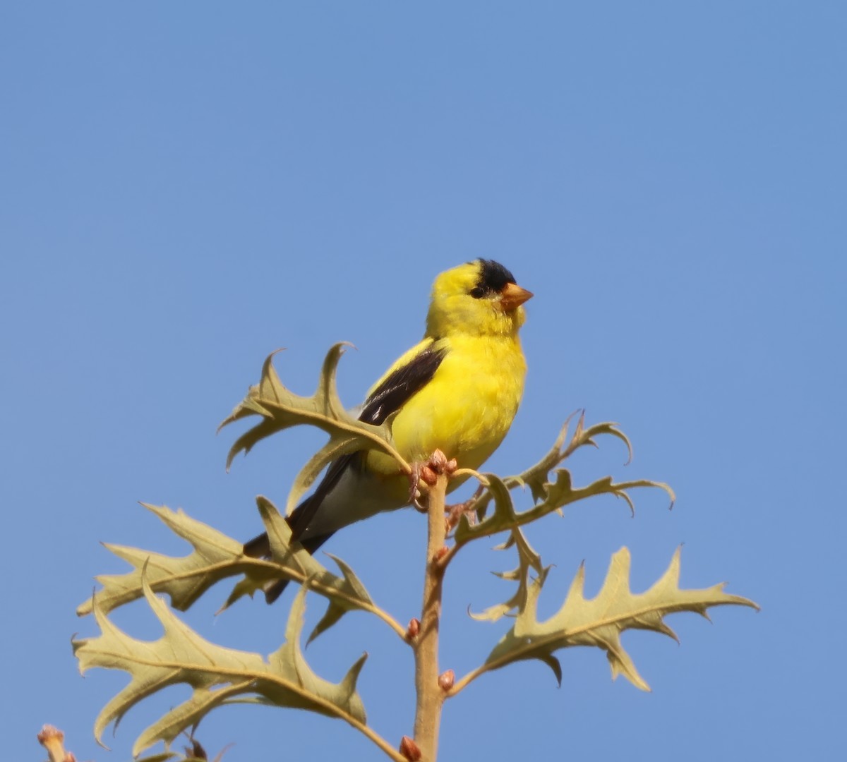 American Goldfinch - ML640963073