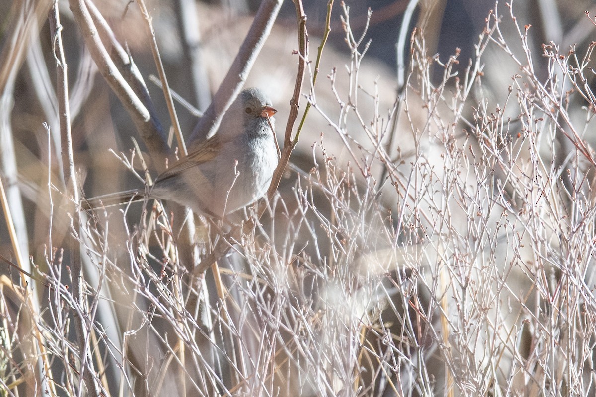 Black-chinned Sparrow - ML640963096
