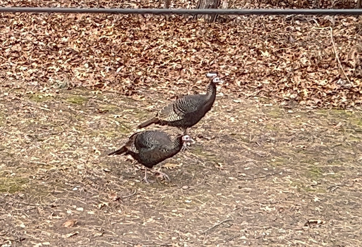 火雞 - ML640963132