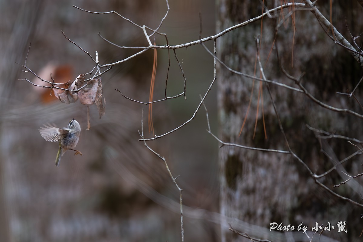Golden-crowned Kinglet - ML640963144