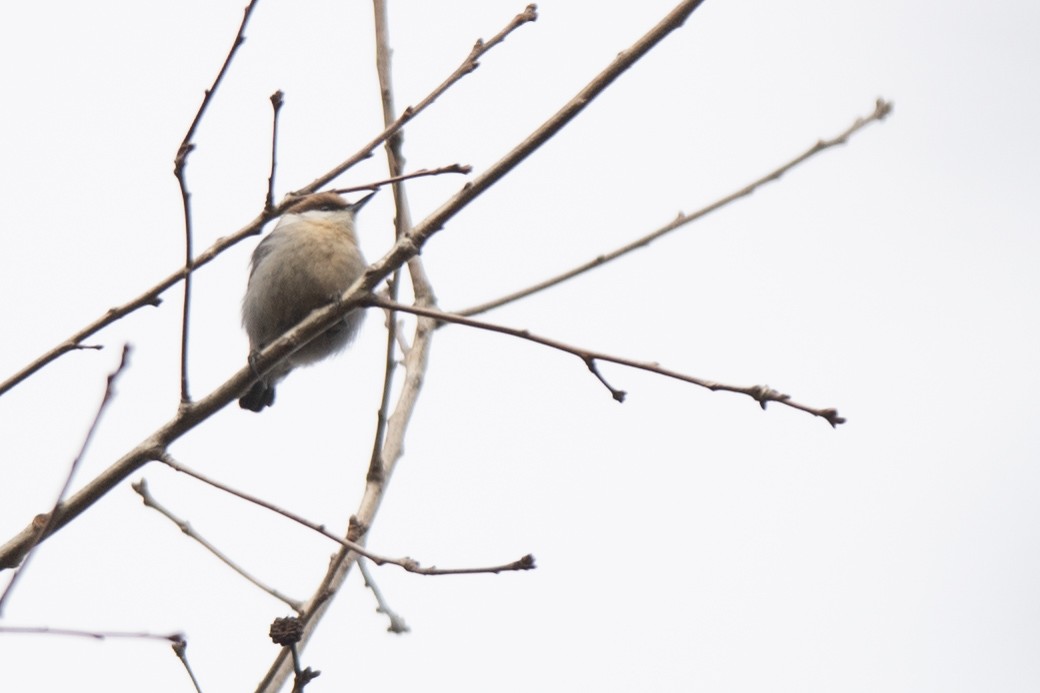 Brown-headed Nuthatch - ML640963150