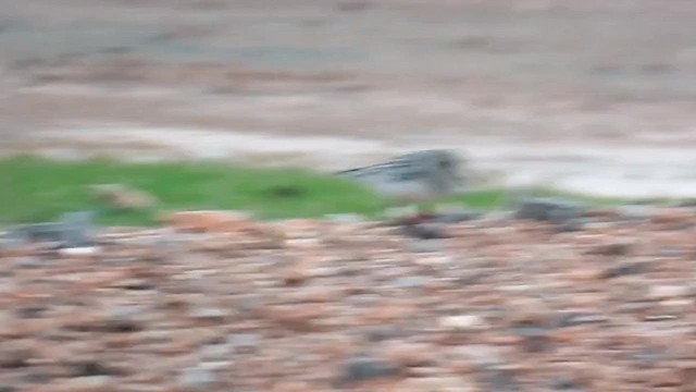Baird's Sandpiper - ML640963154