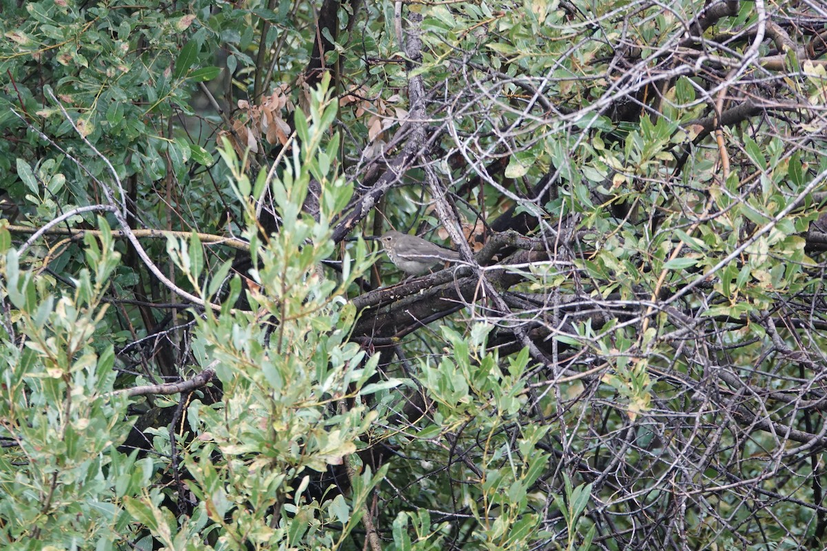 Swainson's Thrush - ML640963182
