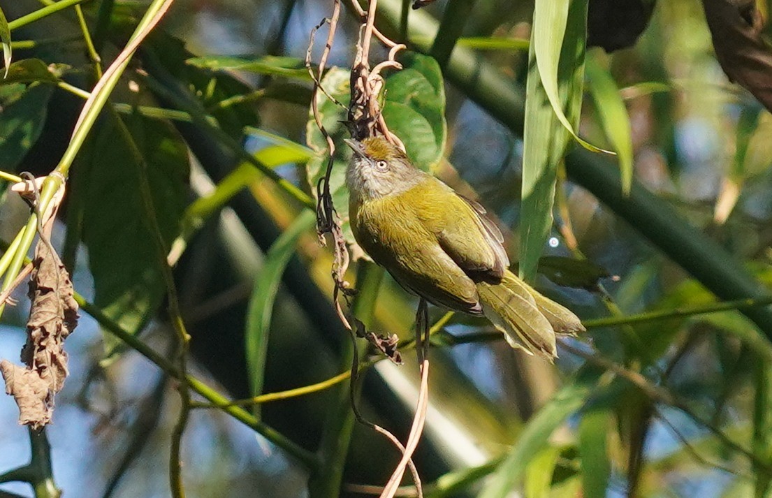 Lemon-chested Greenlet - ML640963188