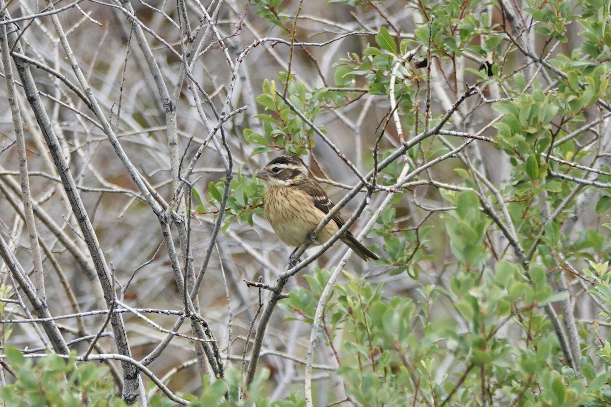 Rose-breasted Grosbeak - ML640963200