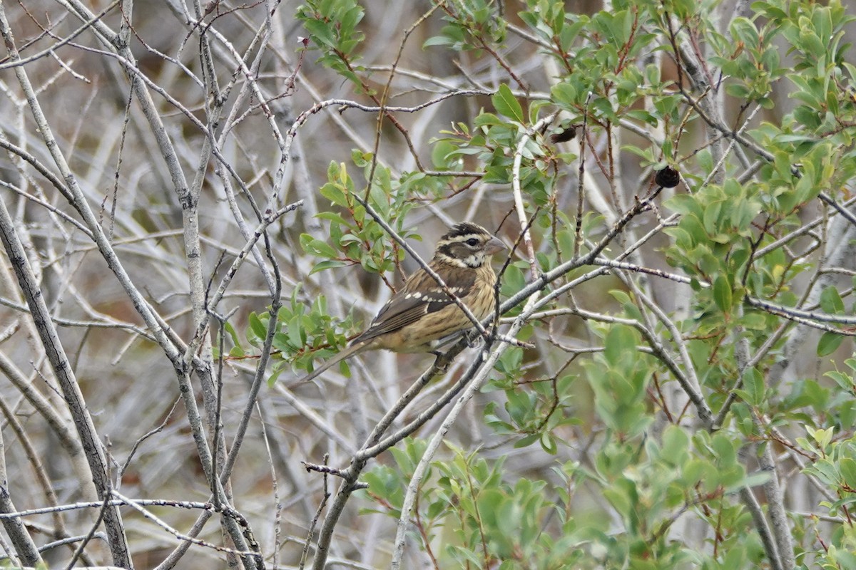 Rose-breasted Grosbeak - ML640963201