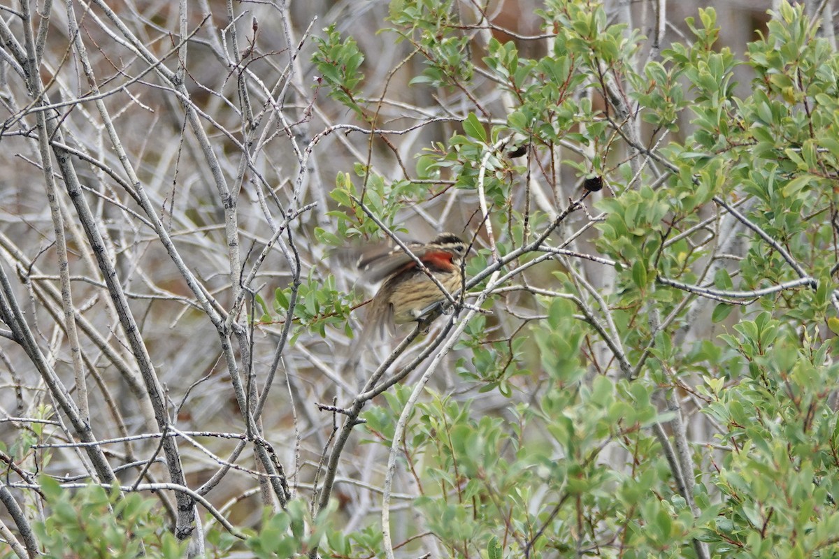 Rose-breasted Grosbeak - ML640963202