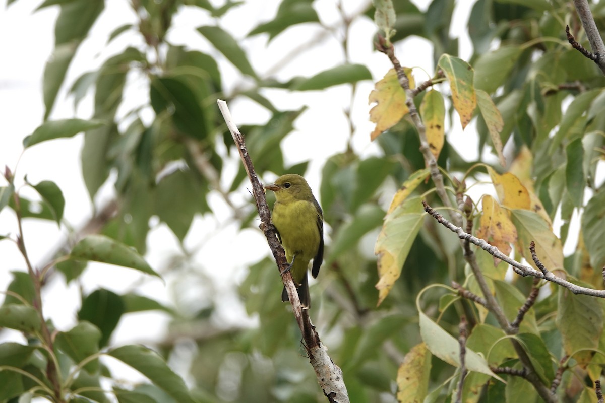 Western Tanager - ML640963205