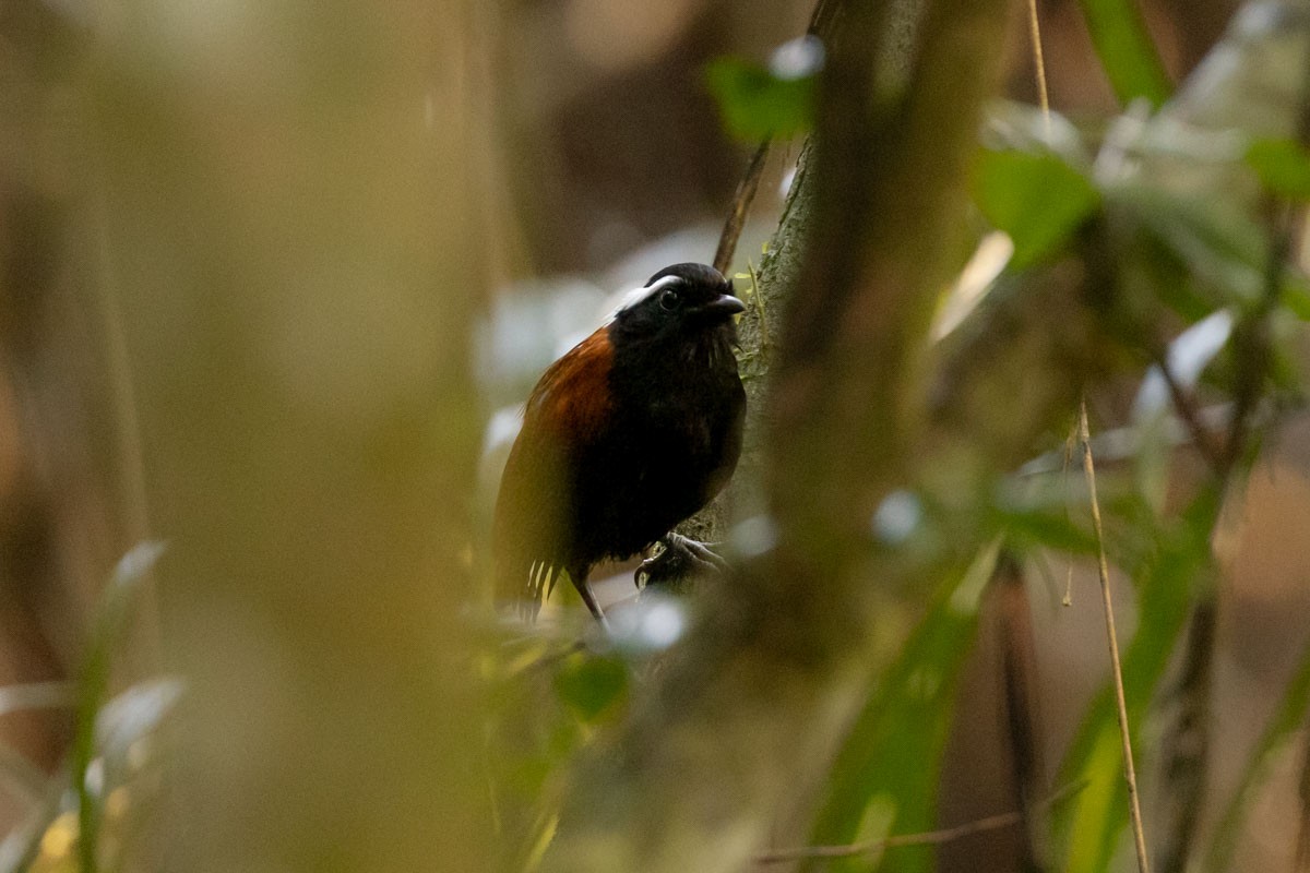 Black-bellied Gnateater - ML640963233