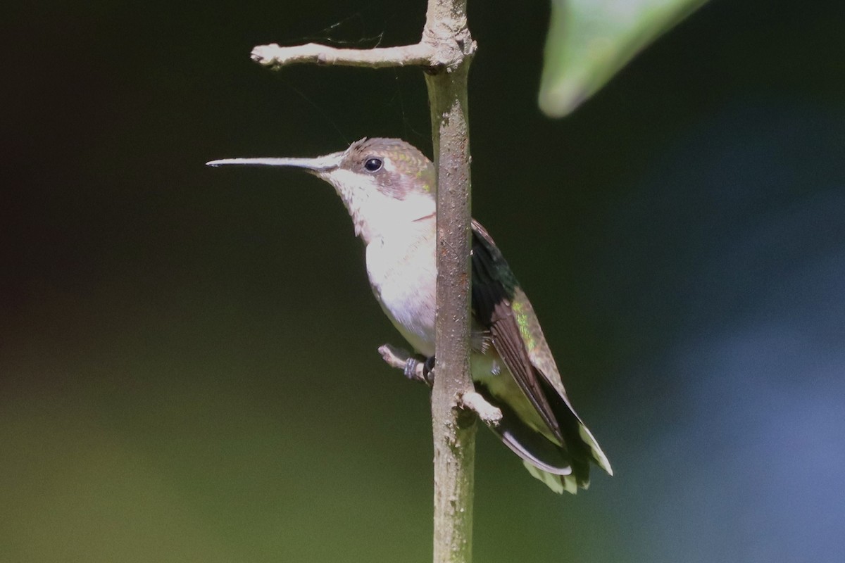 Ruby-throated Hummingbird - ML640963234