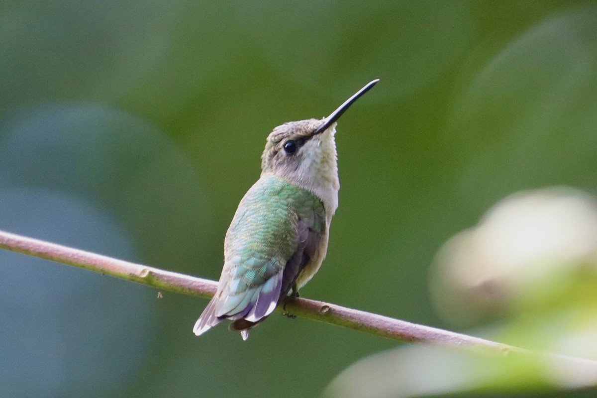 Ruby-throated Hummingbird - ML640963235