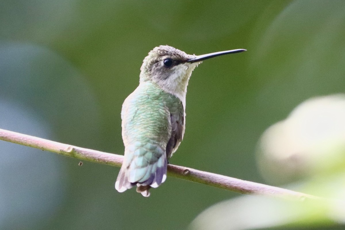 Ruby-throated Hummingbird - ML640963236
