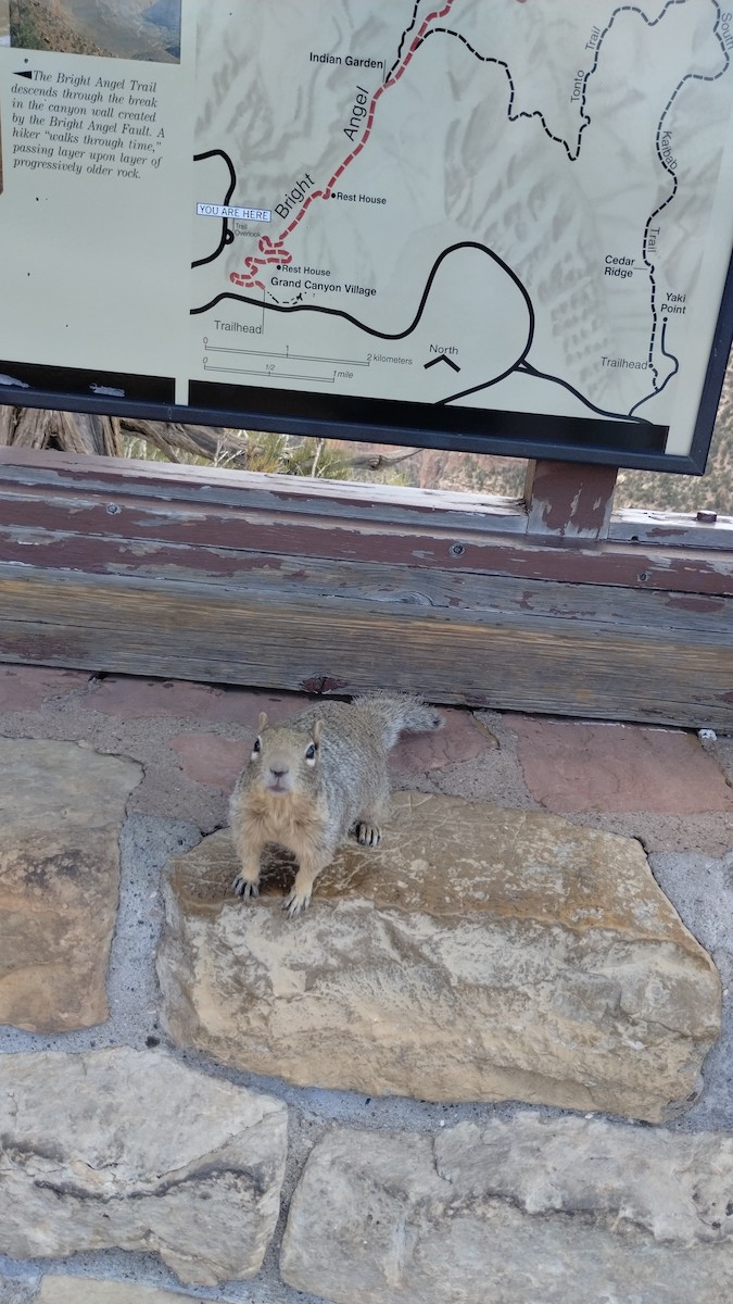 Animals - ML640963240