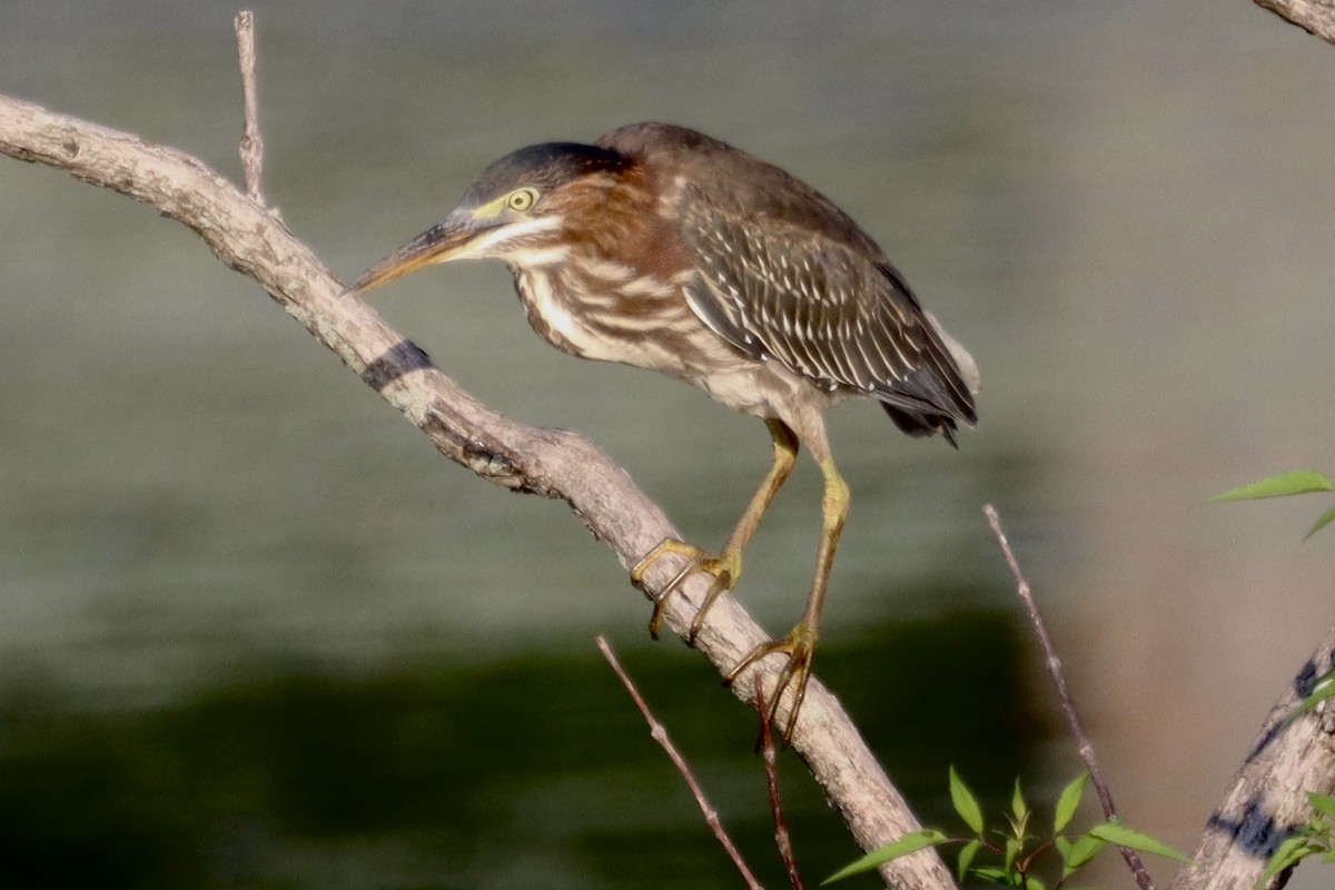 Green Heron - ML640963250