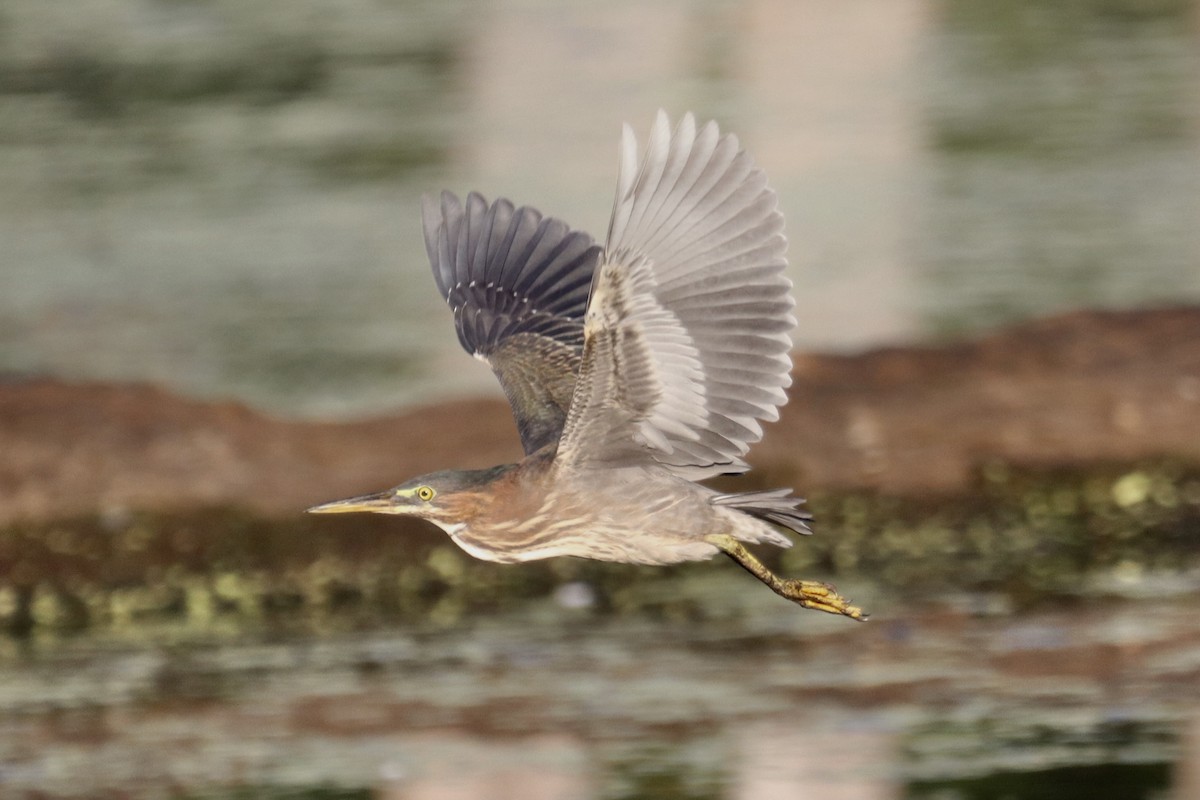 Green Heron - ML640963251