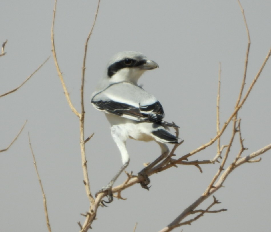 Pie-grièche grise (pallidirostris) - ML640963268