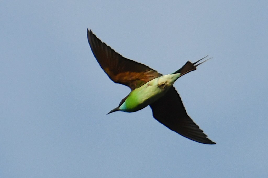 Blue-throated Bee-eater - ML640963272