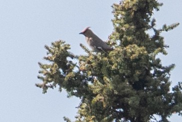 Bohemian Waxwing - ML640963353
