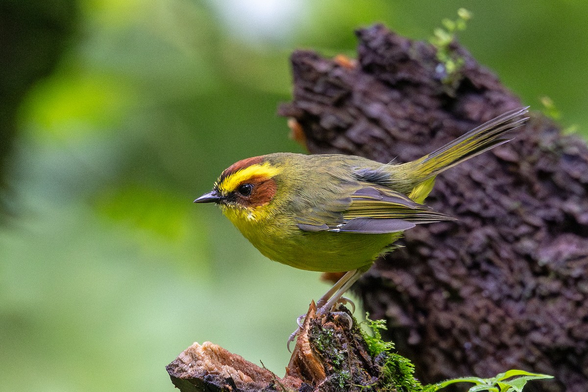 Golden-browed Warbler - ML640963489