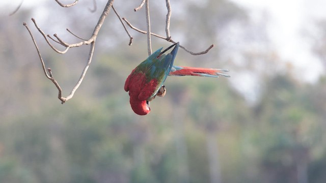 Red-and-green Macaw - ML640963522