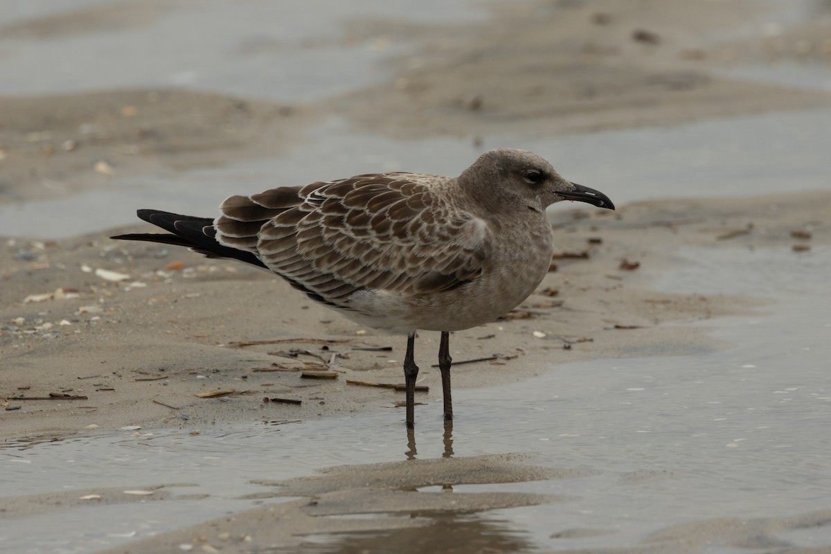 Laughing Gull - ML640963536