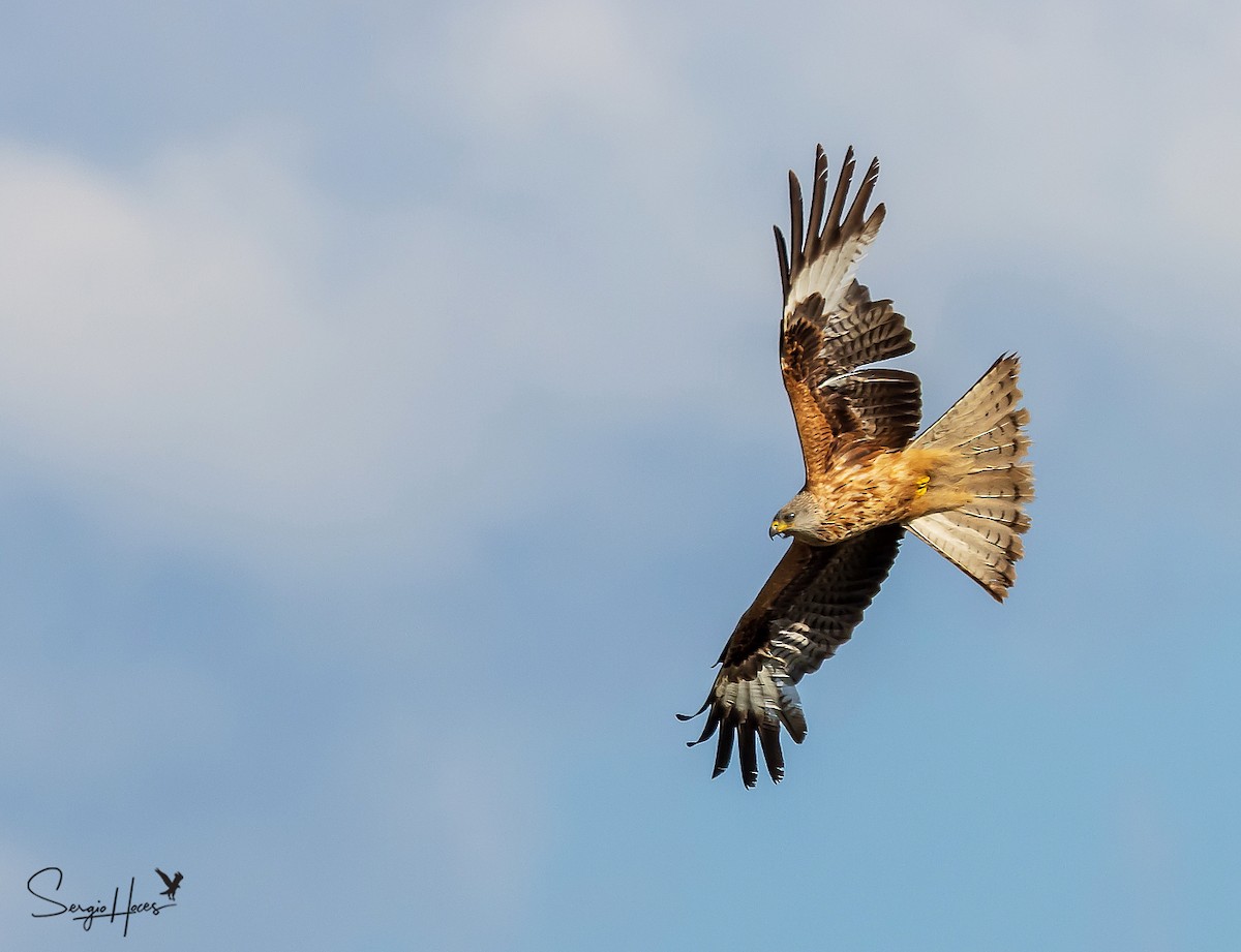 Red Kite - ML640963539